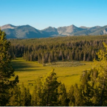 Meadow